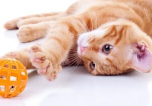 Accesorios para gatos