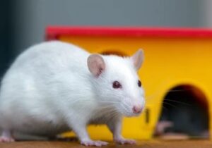 Ratón blanco