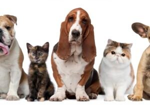 Perros y gatos